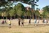 Albizia julibrissin trees are planted in a grid across the park.