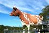 Big Cow1