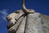 Big Merino3